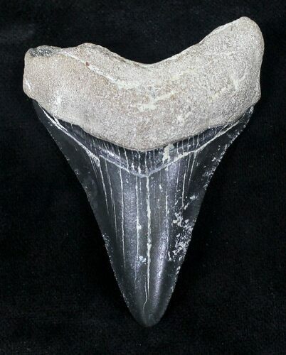 Dark Colored Bone Valley Megalodon Tooth #20667
